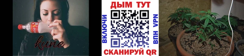 Купить наркотик аптеки Ленинградская кракен вход  COCAIN  Кетамин  Меф  A-PVP  АМФЕТАМИН  ГАШ 