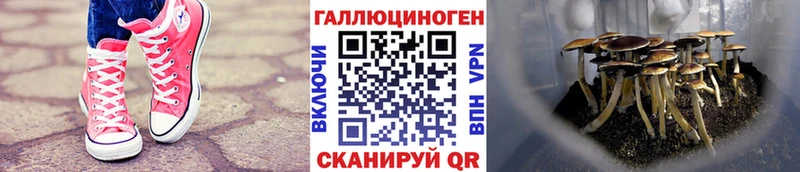 Галлюциногенные грибы Psilocybe Ленинградская
